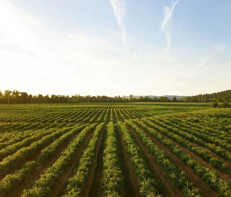 The Potential of Virtual Reality in Agrifood image 20