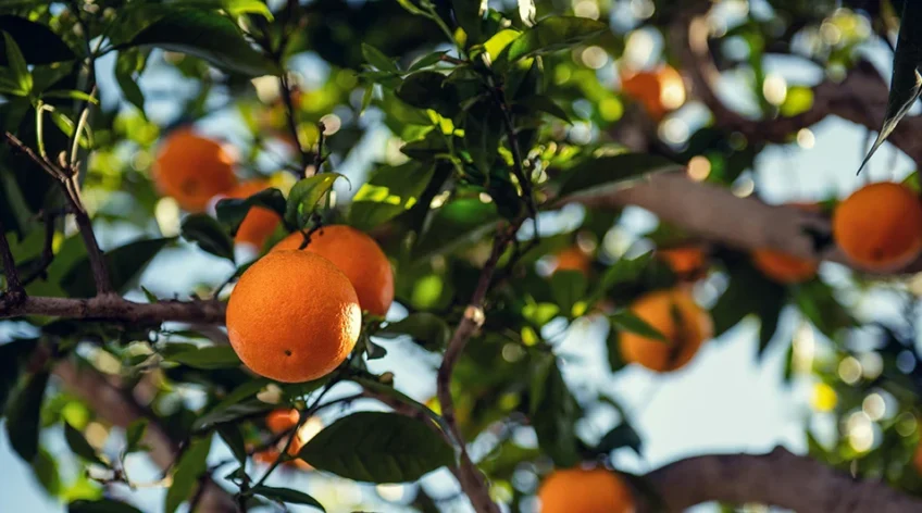 Bright Citrus Groves That Capture the Essence post 10