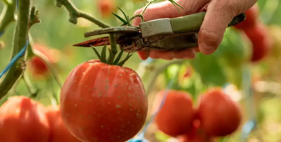 Agriculture Tomato post 47