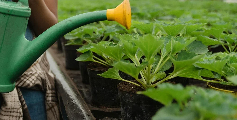 Farming and Vegetable Shop post 52