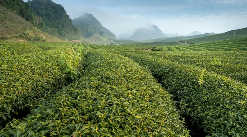 Exploring the Misty Green Fields of Northern post 8