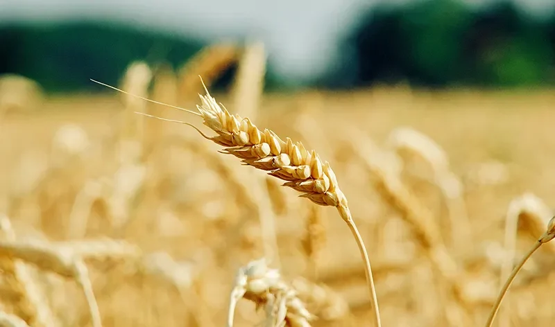 Breaking Down Barriers to Crop Agricultural Products post 64