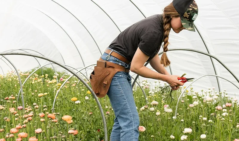 The Growers' Outlook Wanes as Dreams Wither post 65