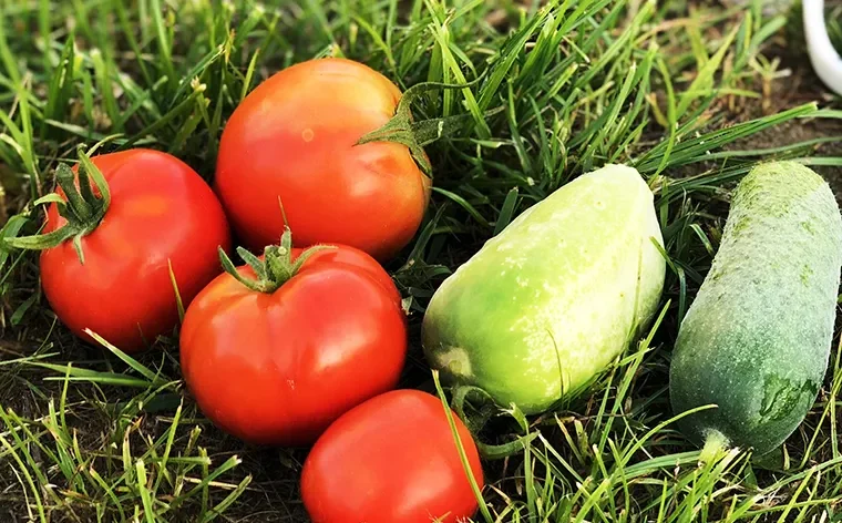 Fresh Harvest: Growing Quality from the Ground Up post 76