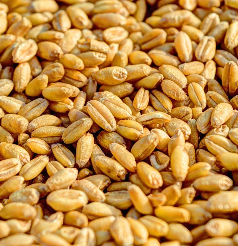 Home wheat grain agriculture seed 54084